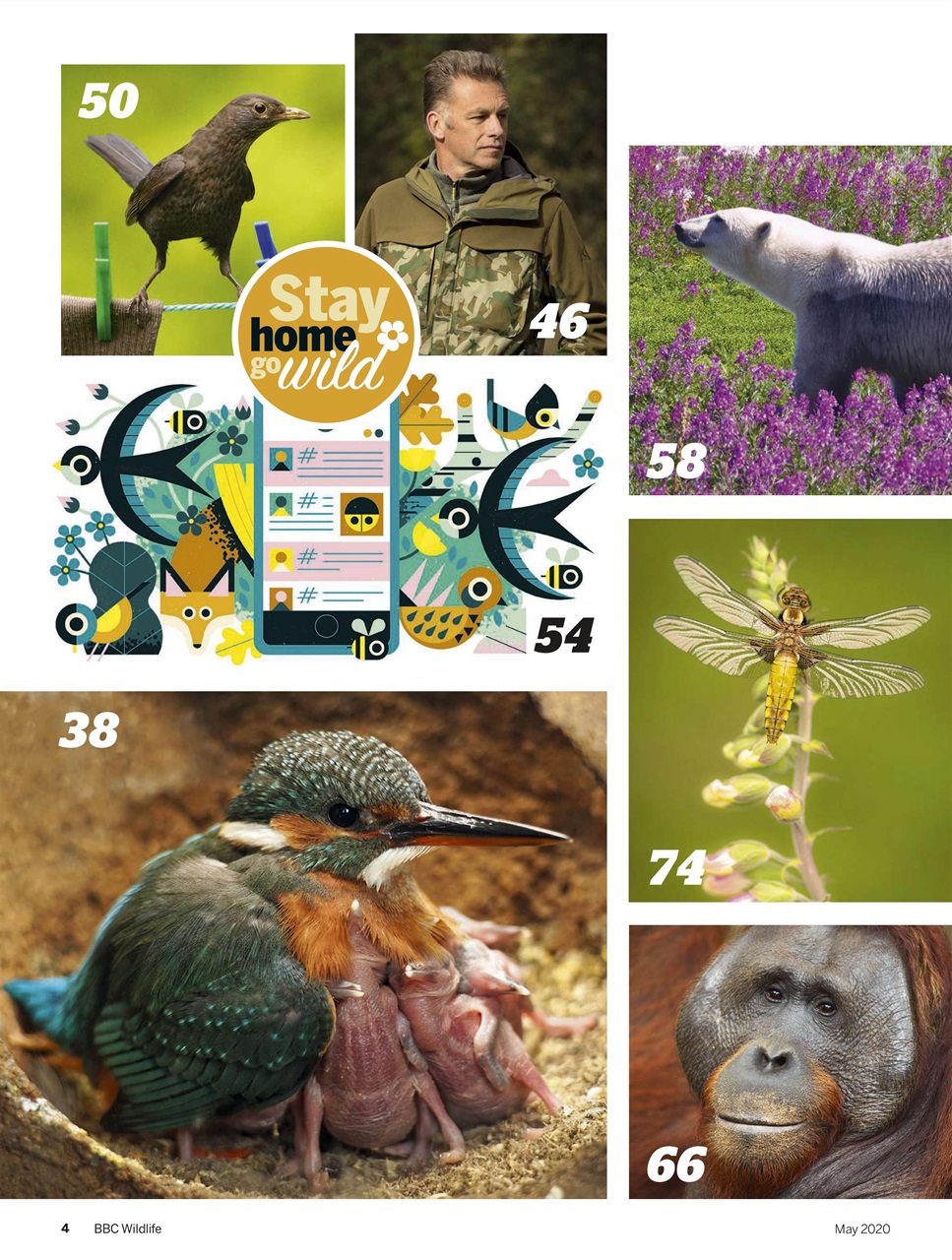 BBC Wildlife Magazine Preview Pages