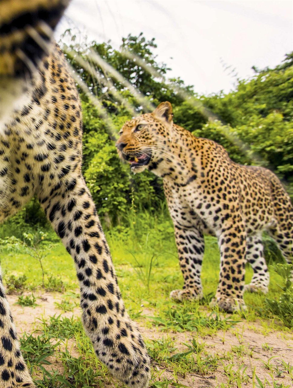 BBC Wildlife Magazine Preview Pages