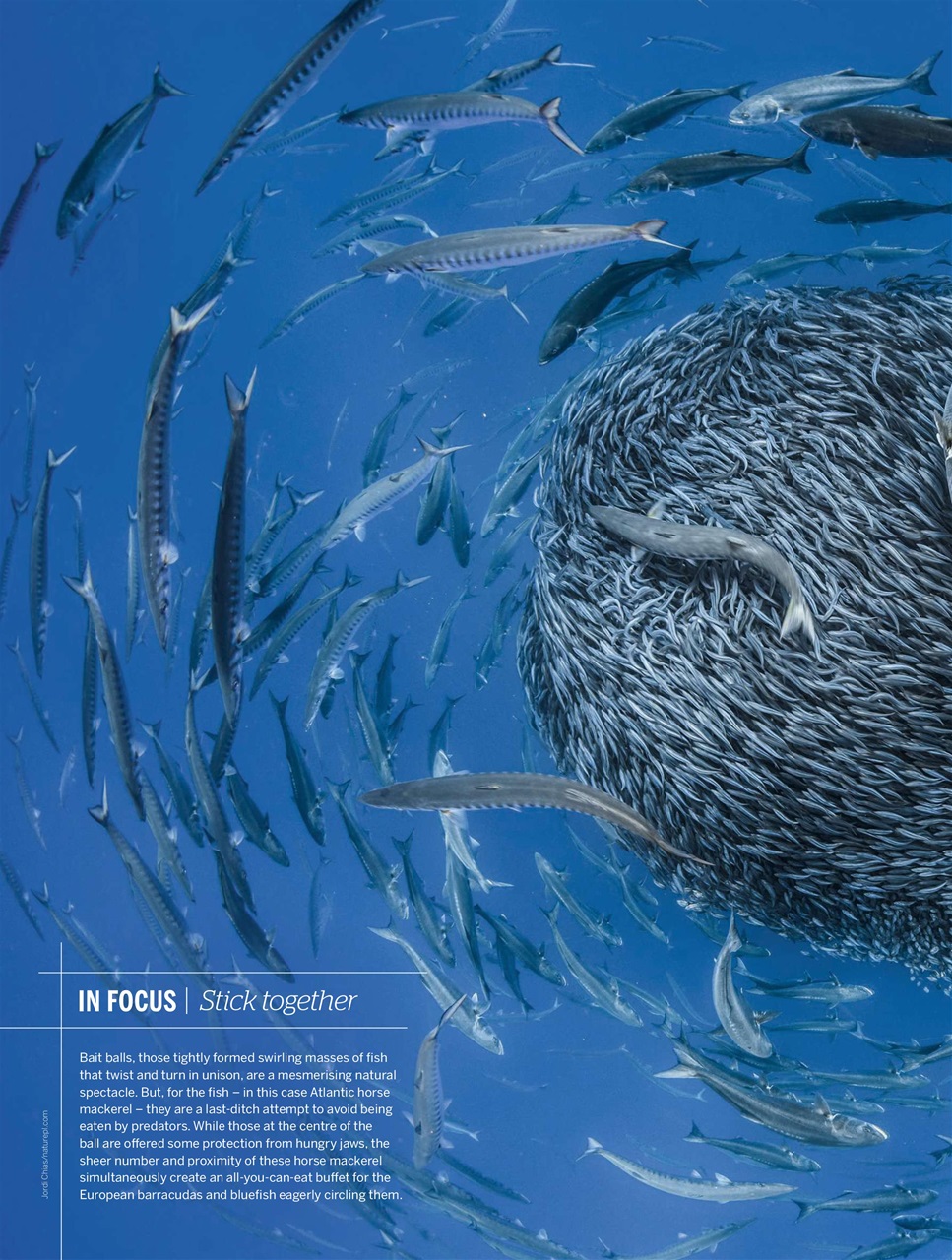 BBC Wildlife Magazine Preview Pages