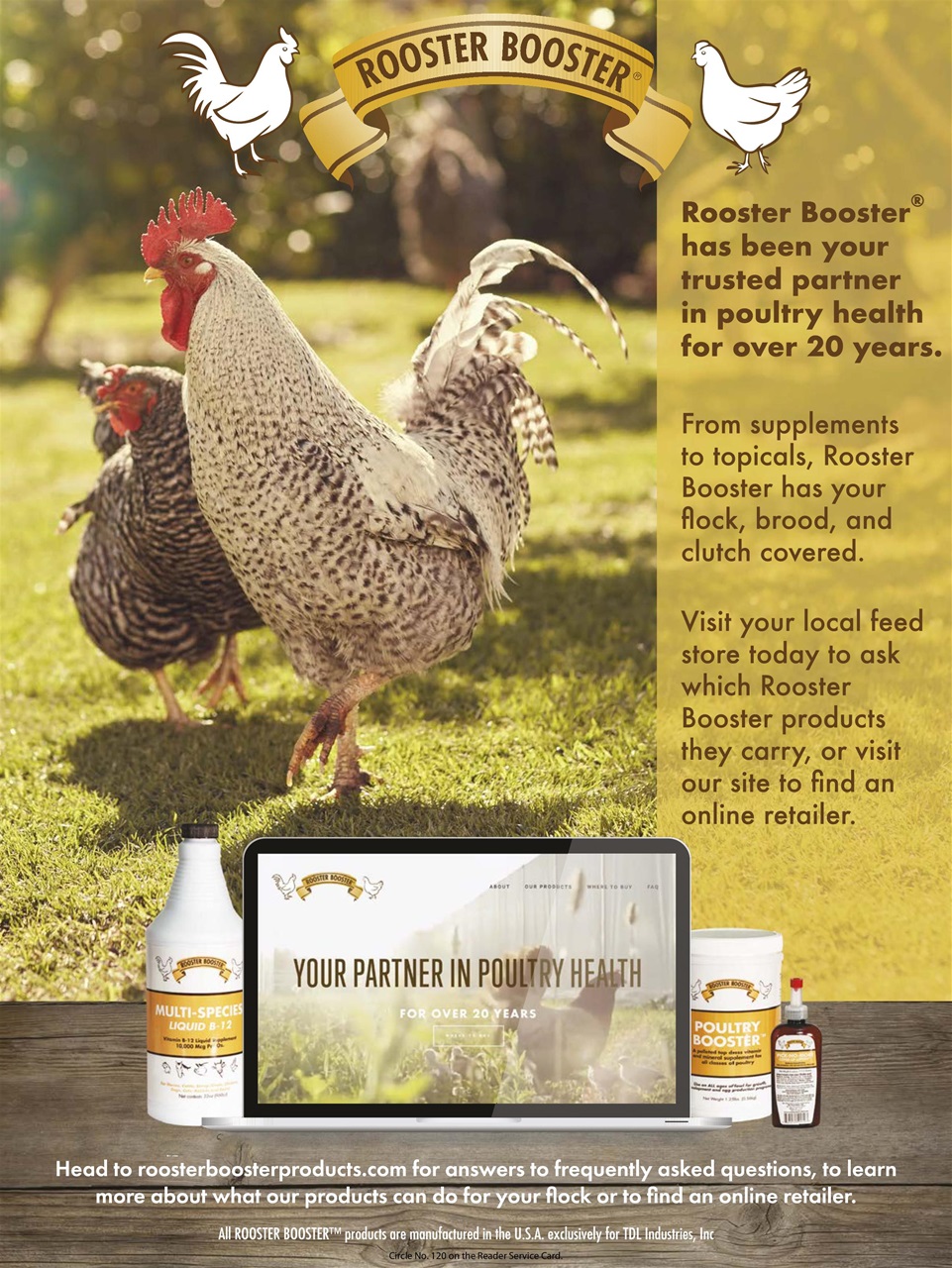 Chickens Magazine Preview Pages