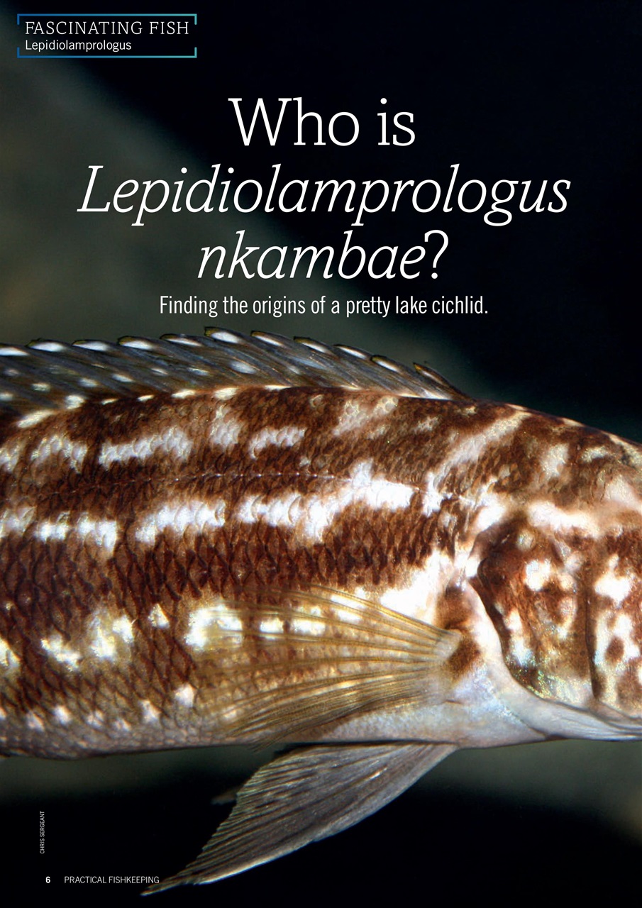 Practical Fishkeeping Preview Pages