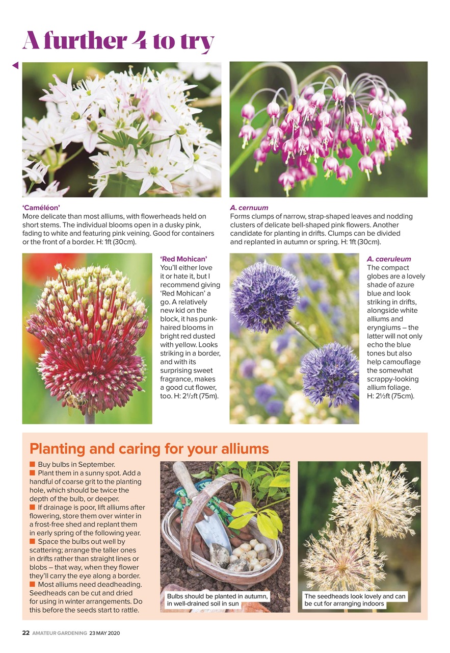 Amateur Gardening Preview Pages