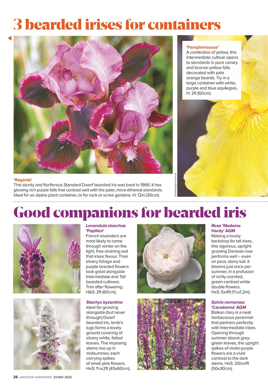 Amateur Gardening Preview Pages