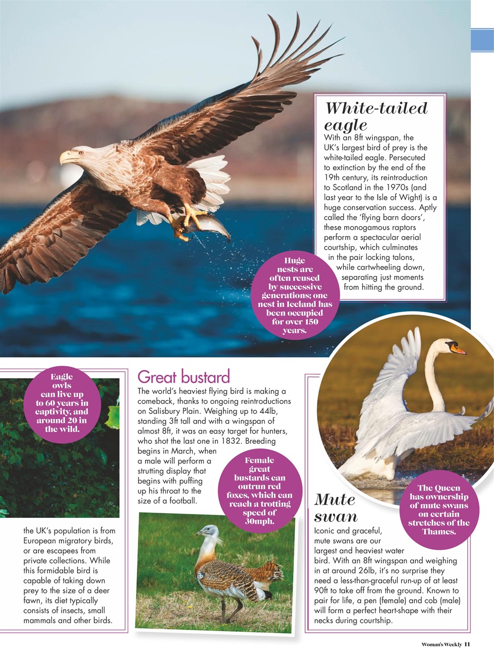 Woman's Weekly Preview Pages