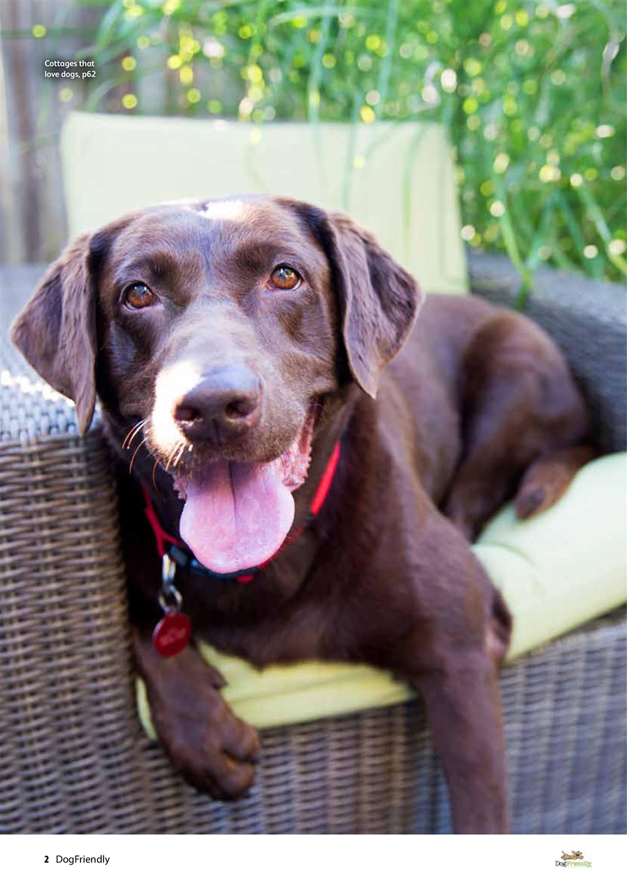 Dog Friendly Preview Pages