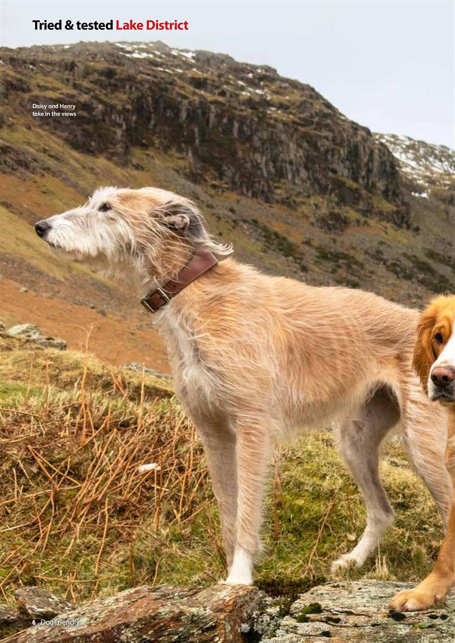 Dog Friendly Preview Pages