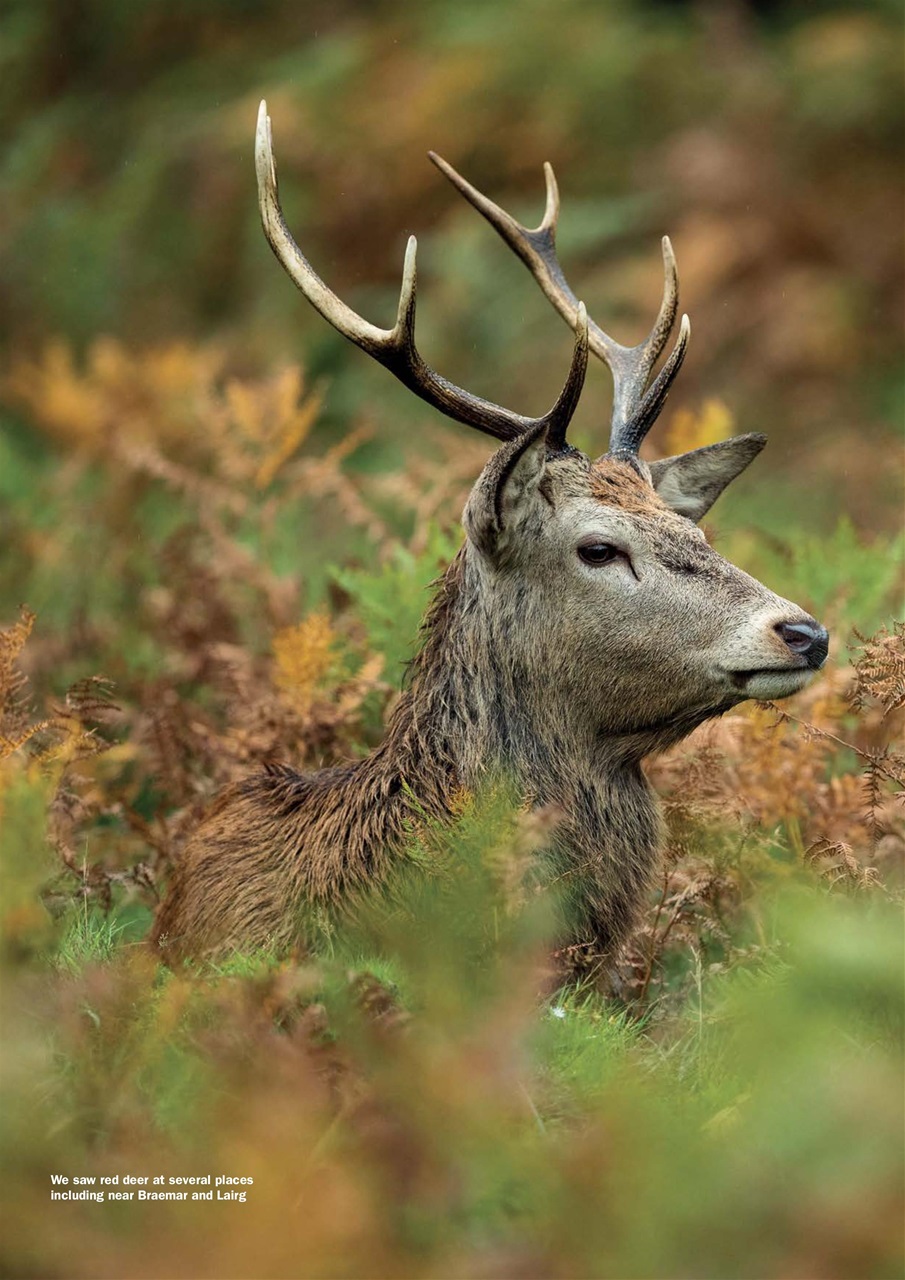 MMM magazine Preview Pages