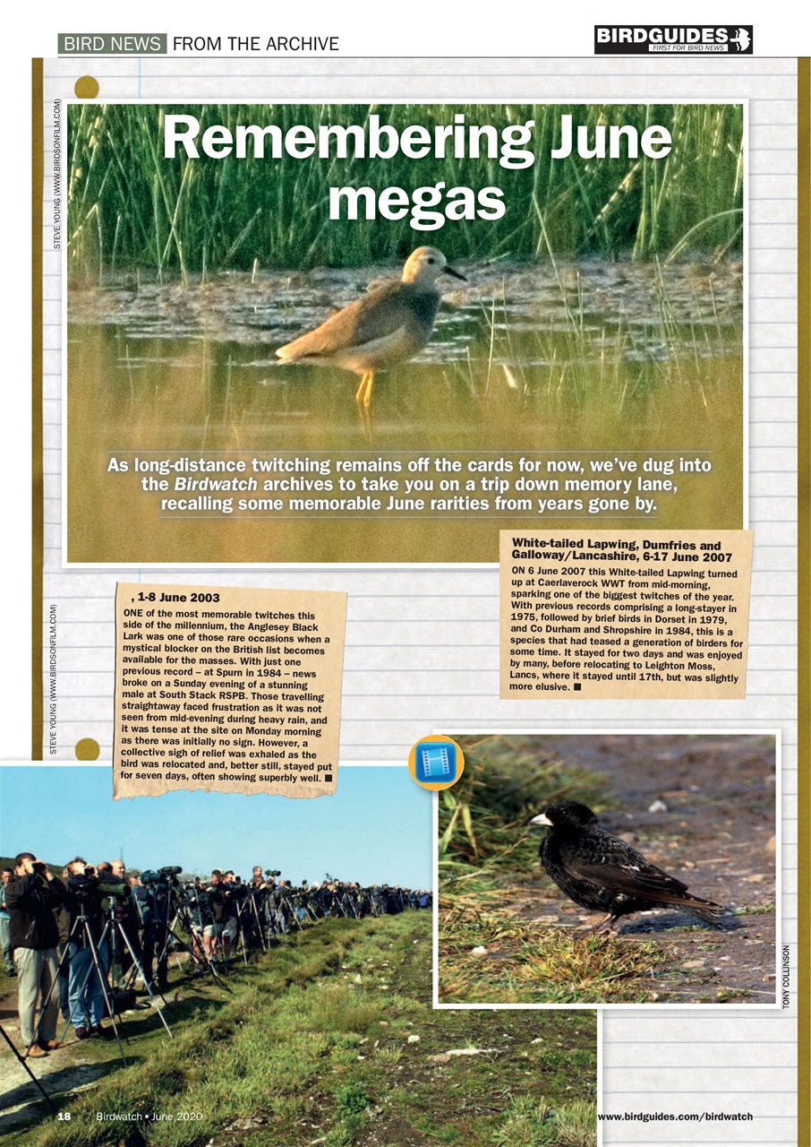 Birdwatch Magazine Preview Pages