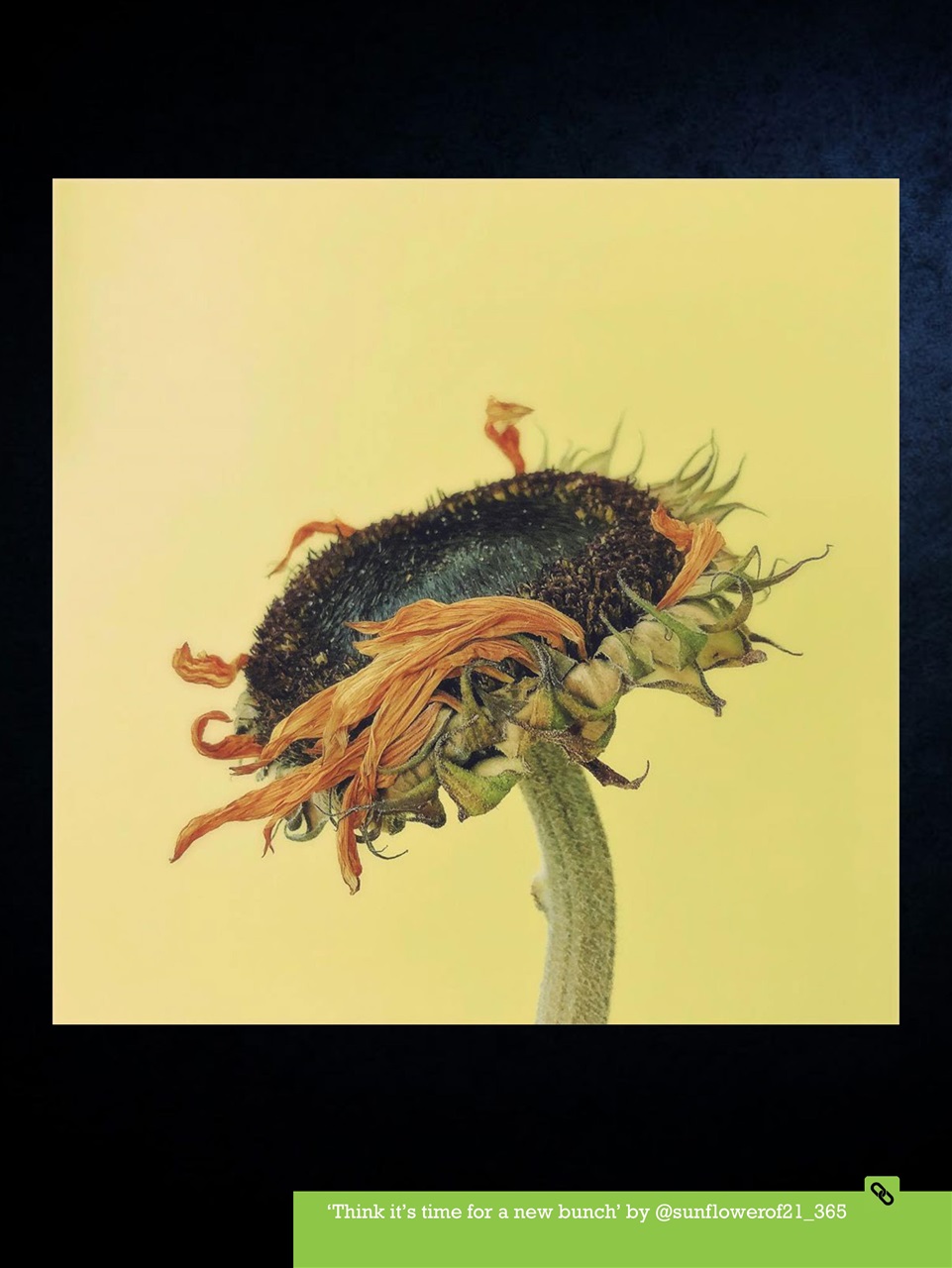 Mobiography Preview Pages