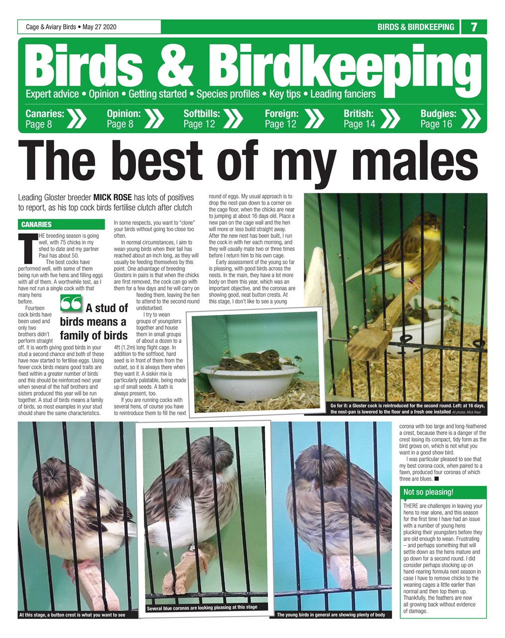 Cage & Aviary Birds Preview Pages