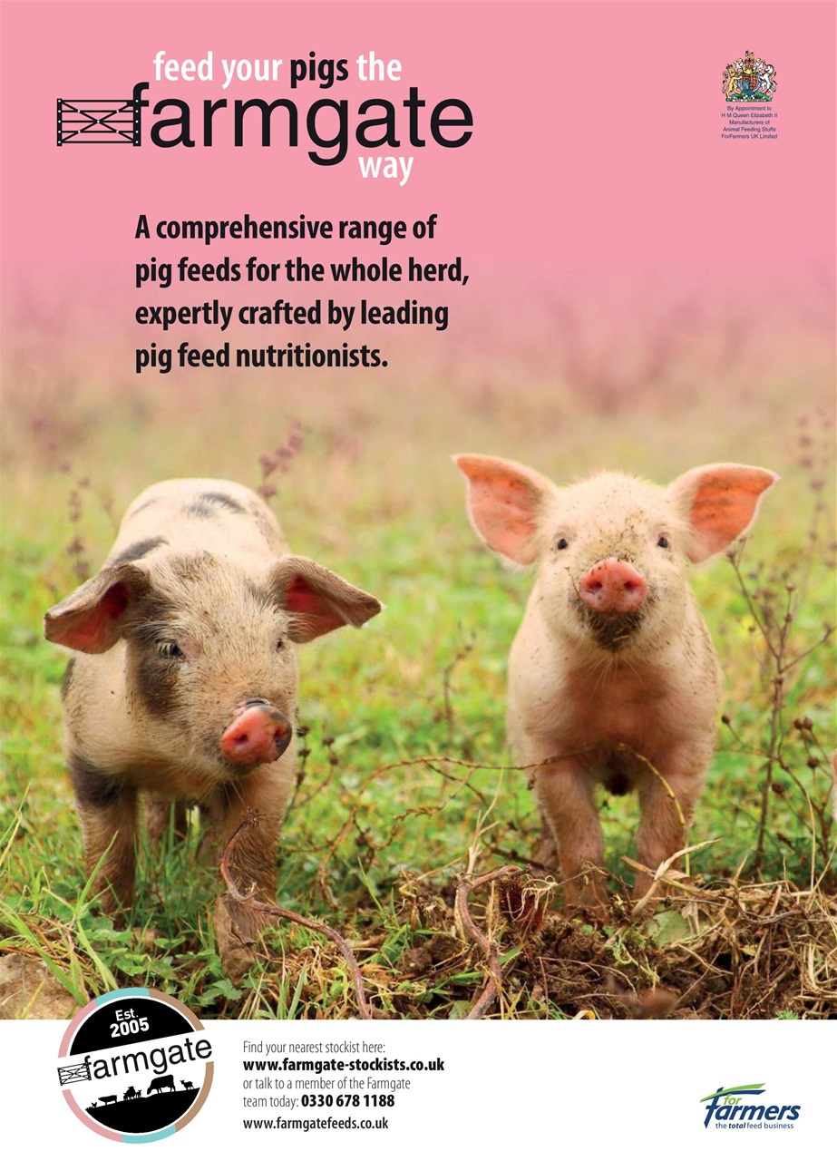 Practical Pigs Preview Pages