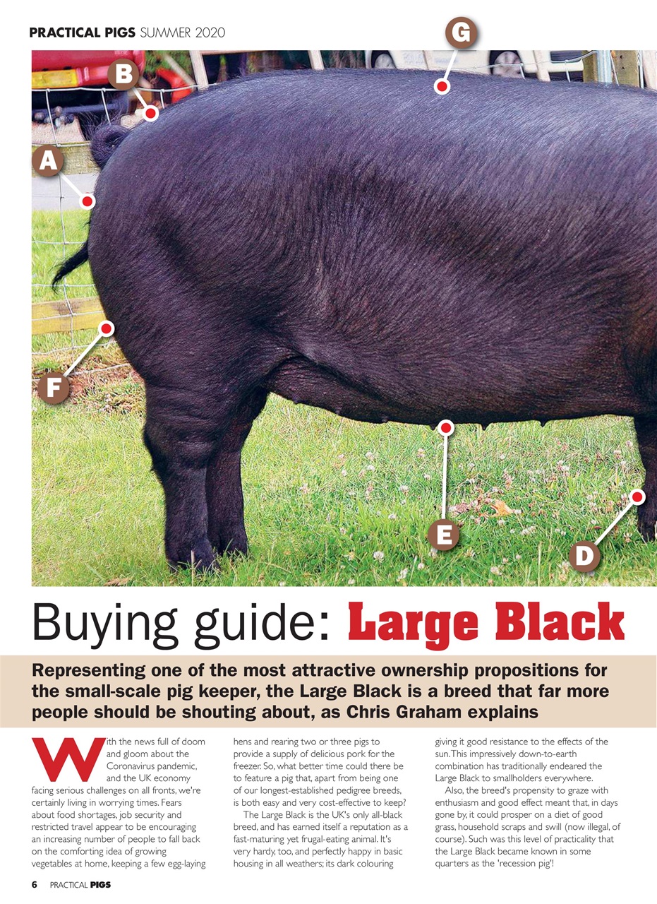 Practical Pigs Preview Pages