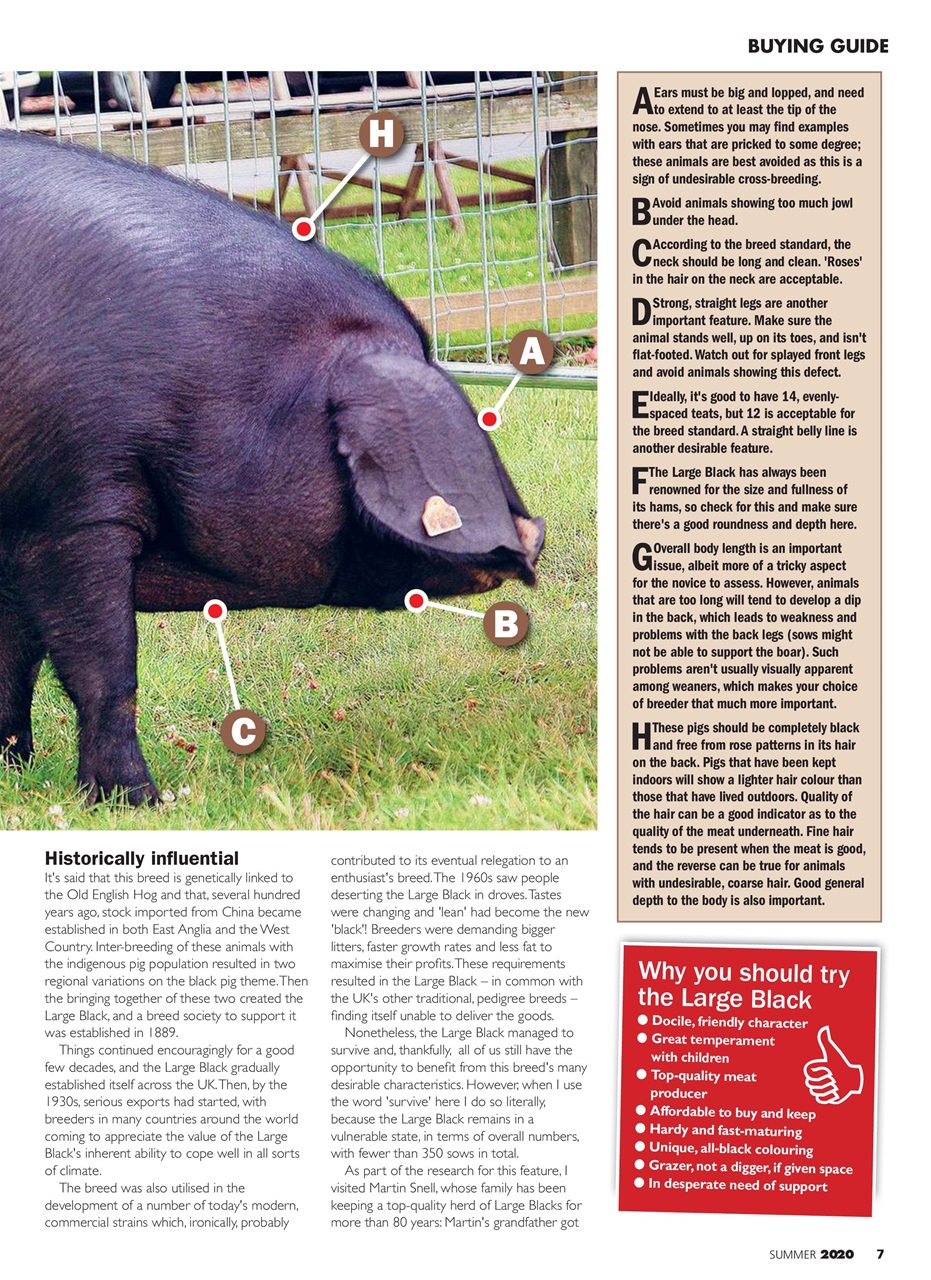 Practical Pigs Preview Pages