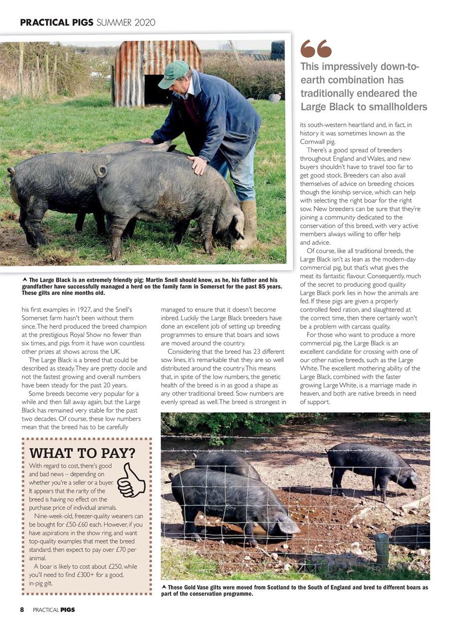 Practical Pigs Preview Pages