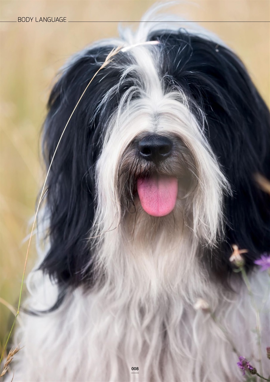 Edition Dog Preview Pages