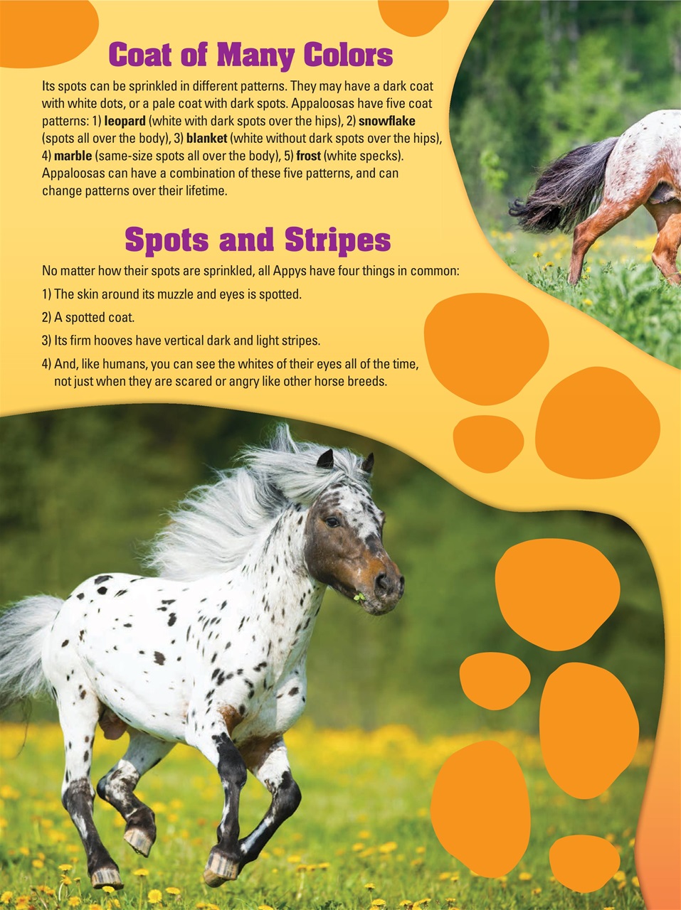 Blaze Magazine For Horse Crazy Kids Preview Pages