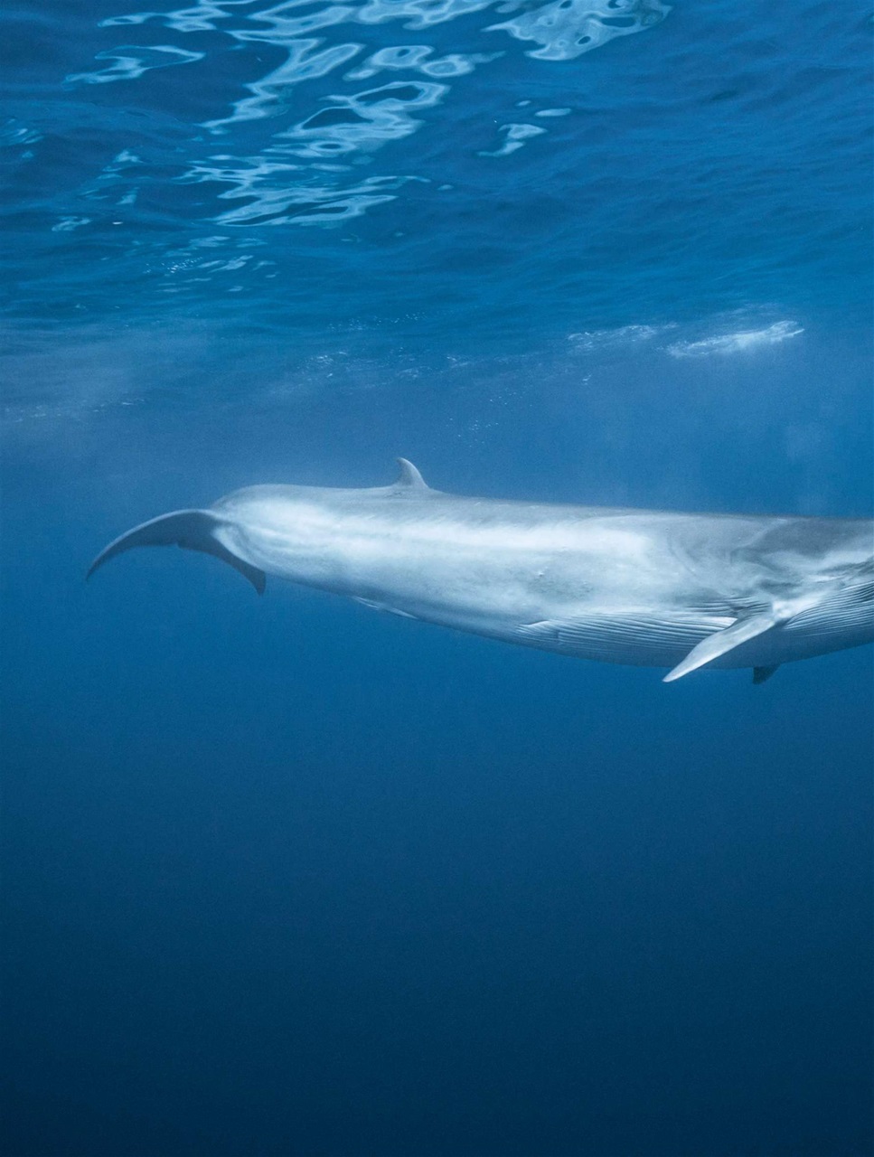 BBC Wildlife Magazine Preview Pages