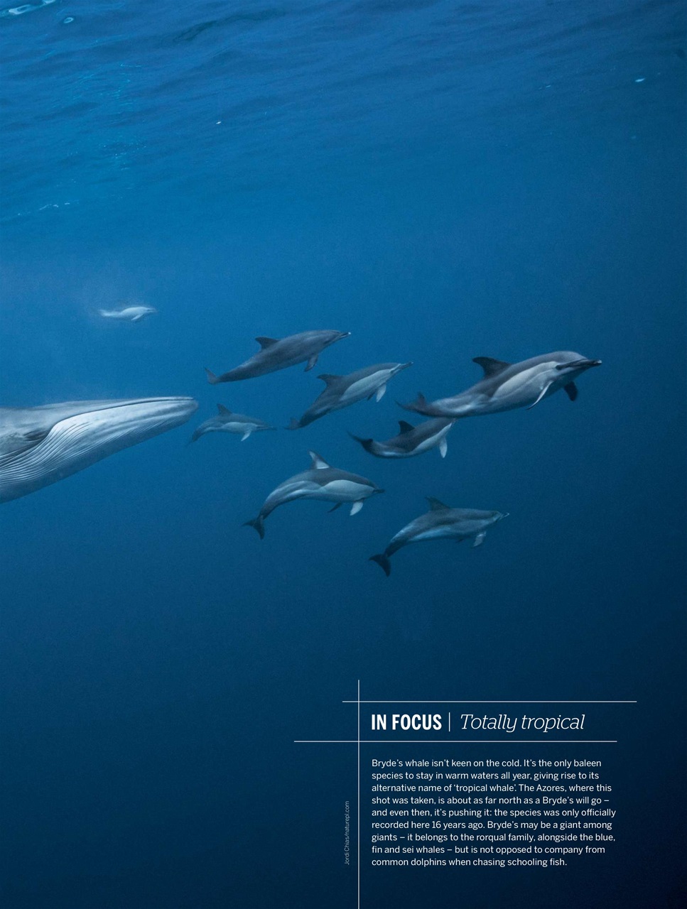 BBC Wildlife Magazine Preview Pages