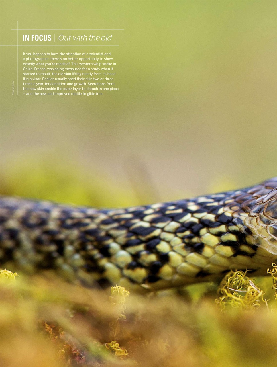 BBC Wildlife Magazine Preview Pages