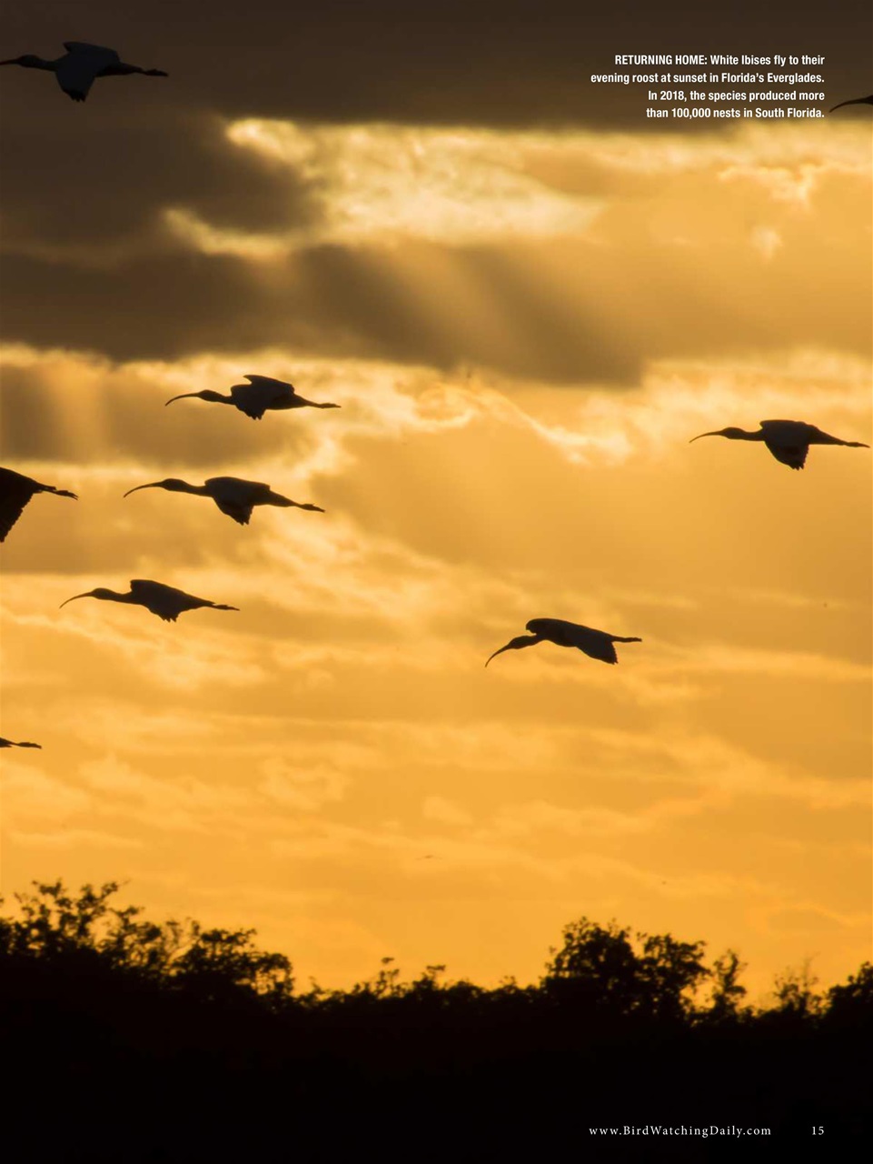 BirdWatching Preview Pages