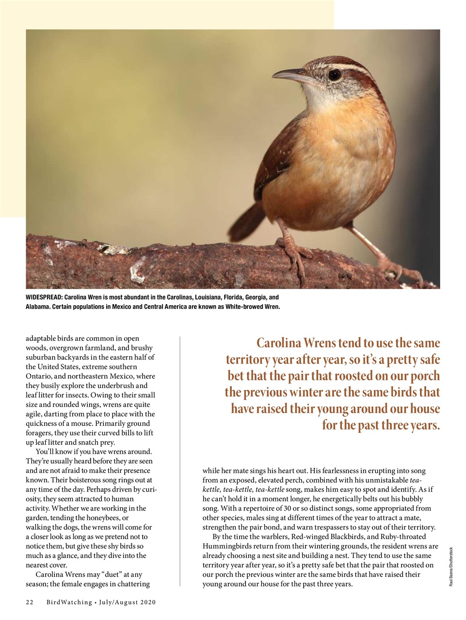 BirdWatching Preview Pages