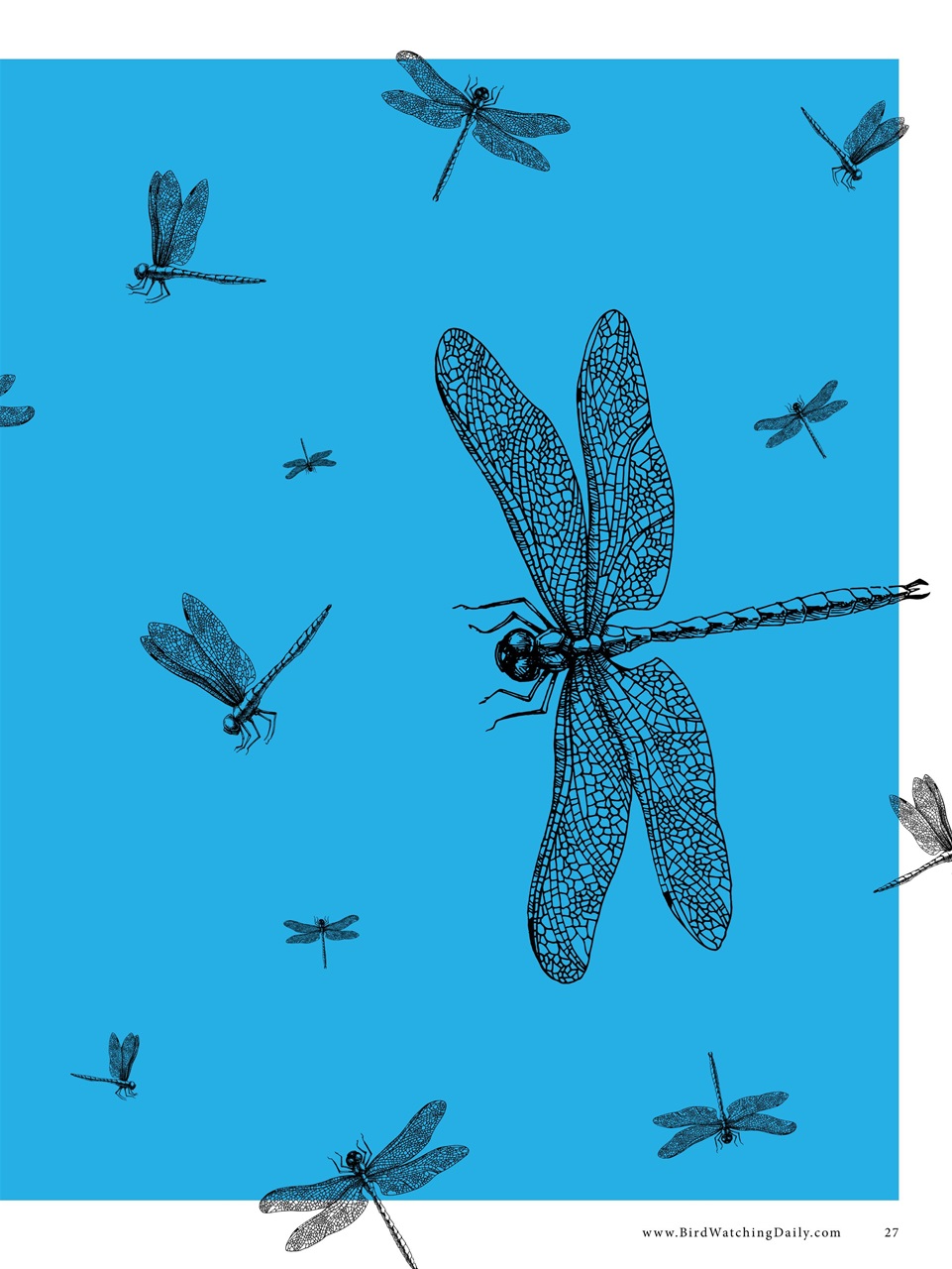 BirdWatching Preview Pages