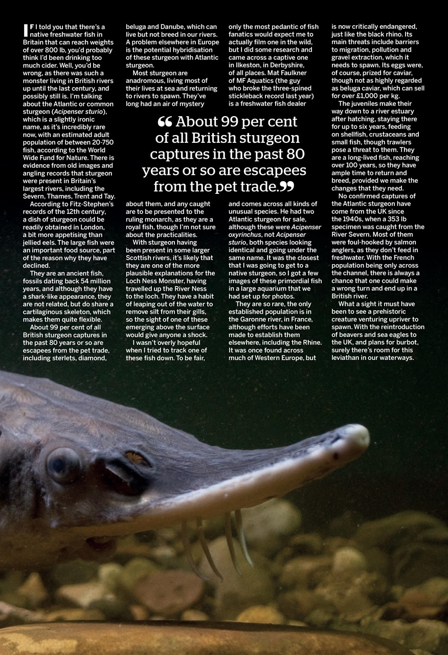 Anglers Mail Preview Pages