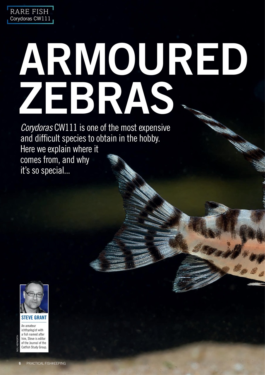 Practical Fishkeeping Preview Pages