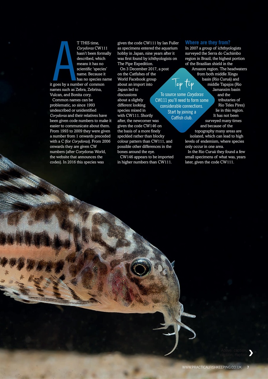 Practical Fishkeeping Preview Pages