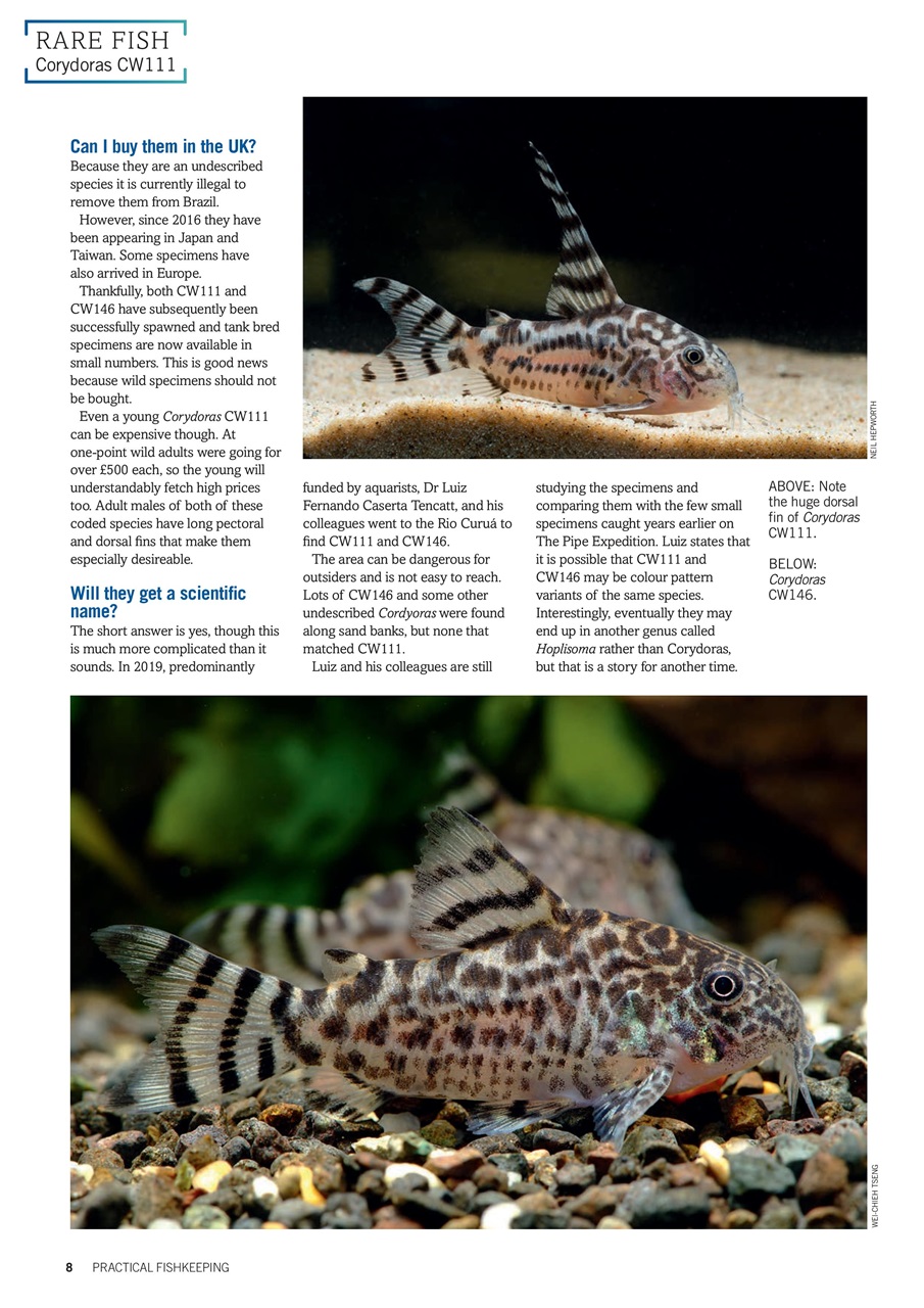 Practical Fishkeeping Preview Pages