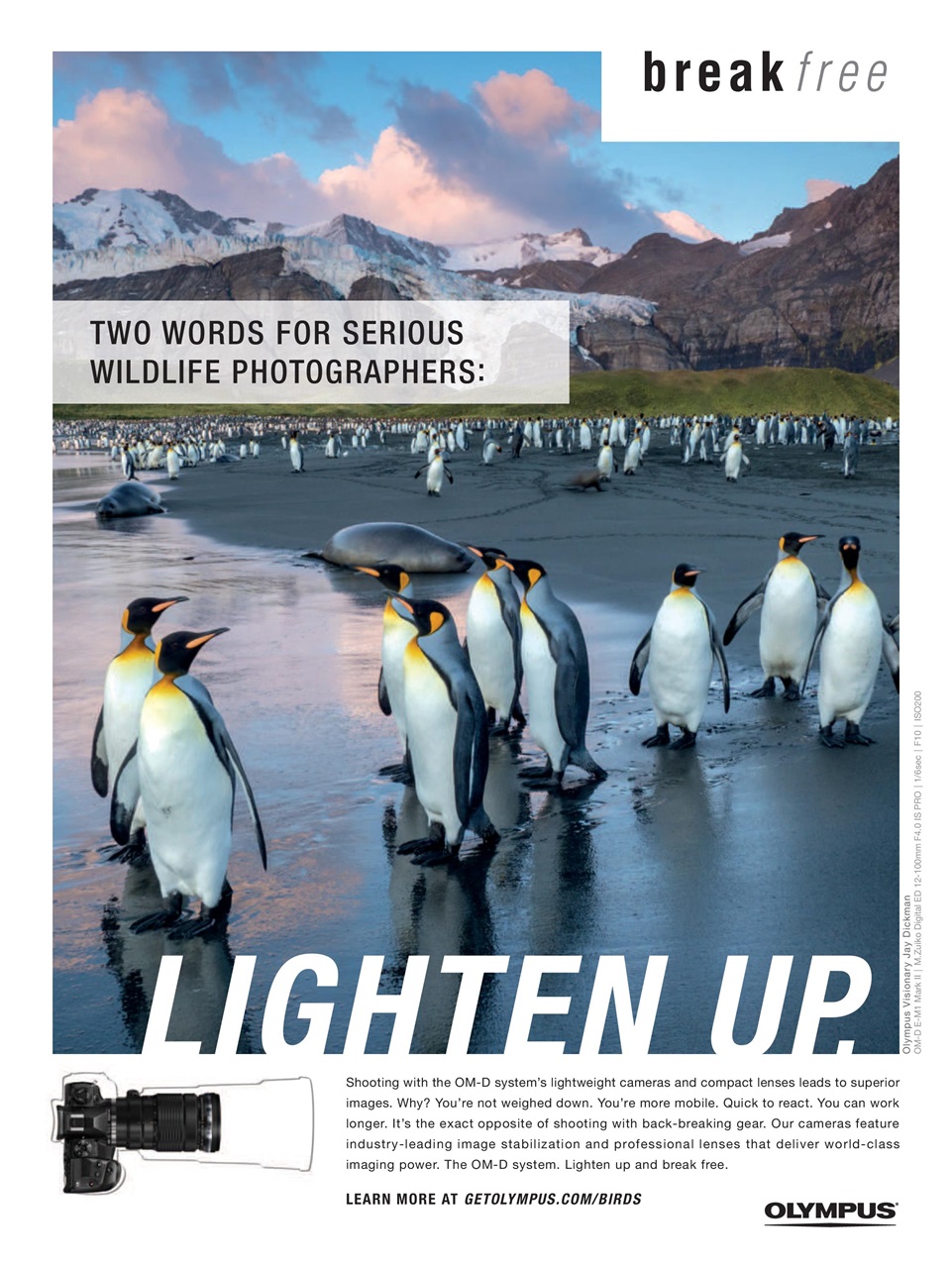 BirdWatching Preview Pages