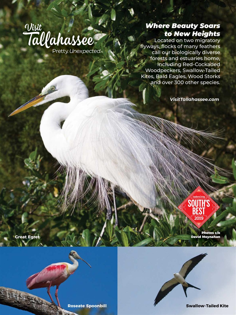 BirdWatching Preview Pages
