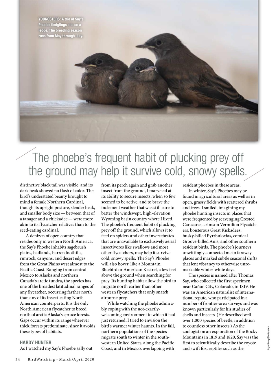 BirdWatching Preview Pages