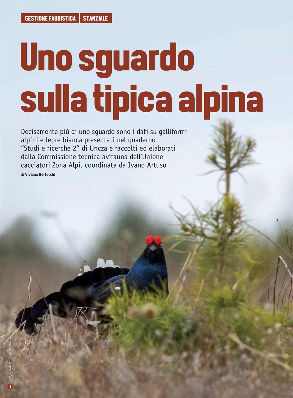 Caccia Magazine Preview Pages