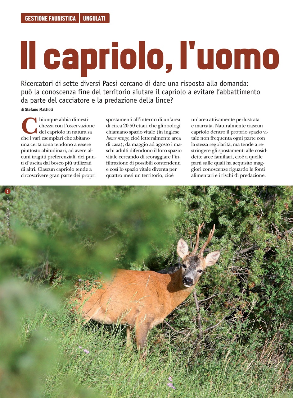 Caccia Magazine Preview Pages