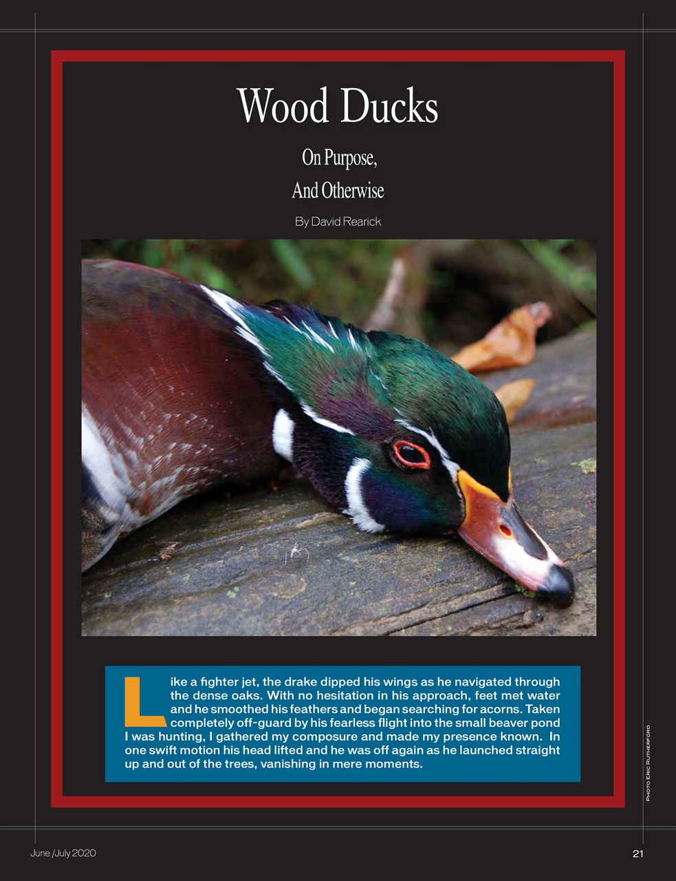 American Waterfowler Preview Pages