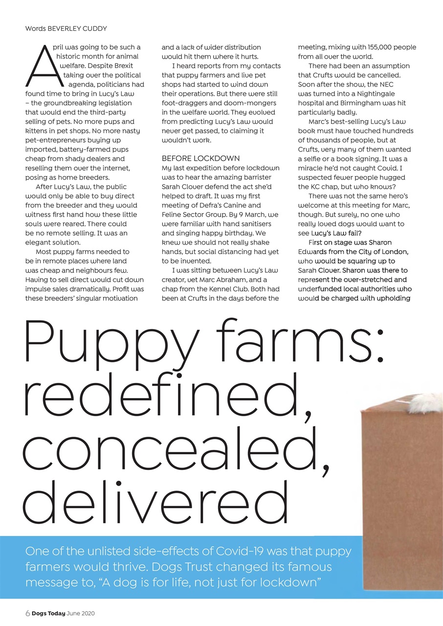 Dogs Today Magazine Preview Pages