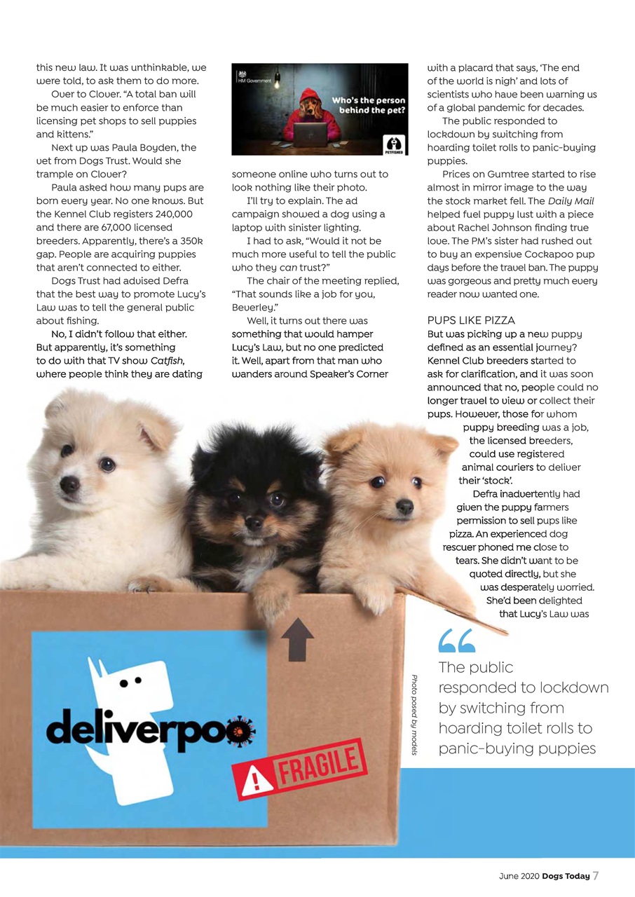 Dogs Today Magazine Preview Pages
