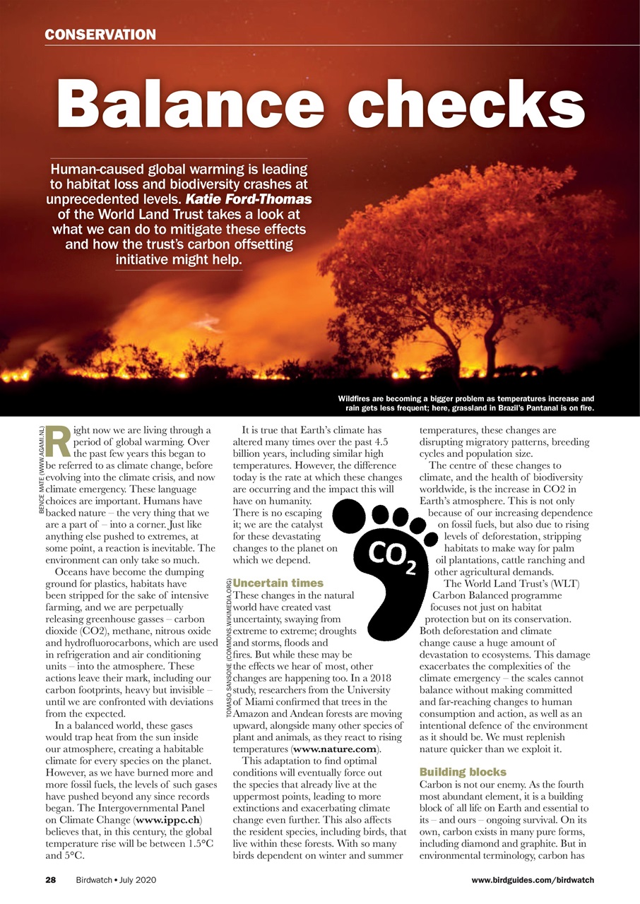 Birdwatch Magazine Preview Pages