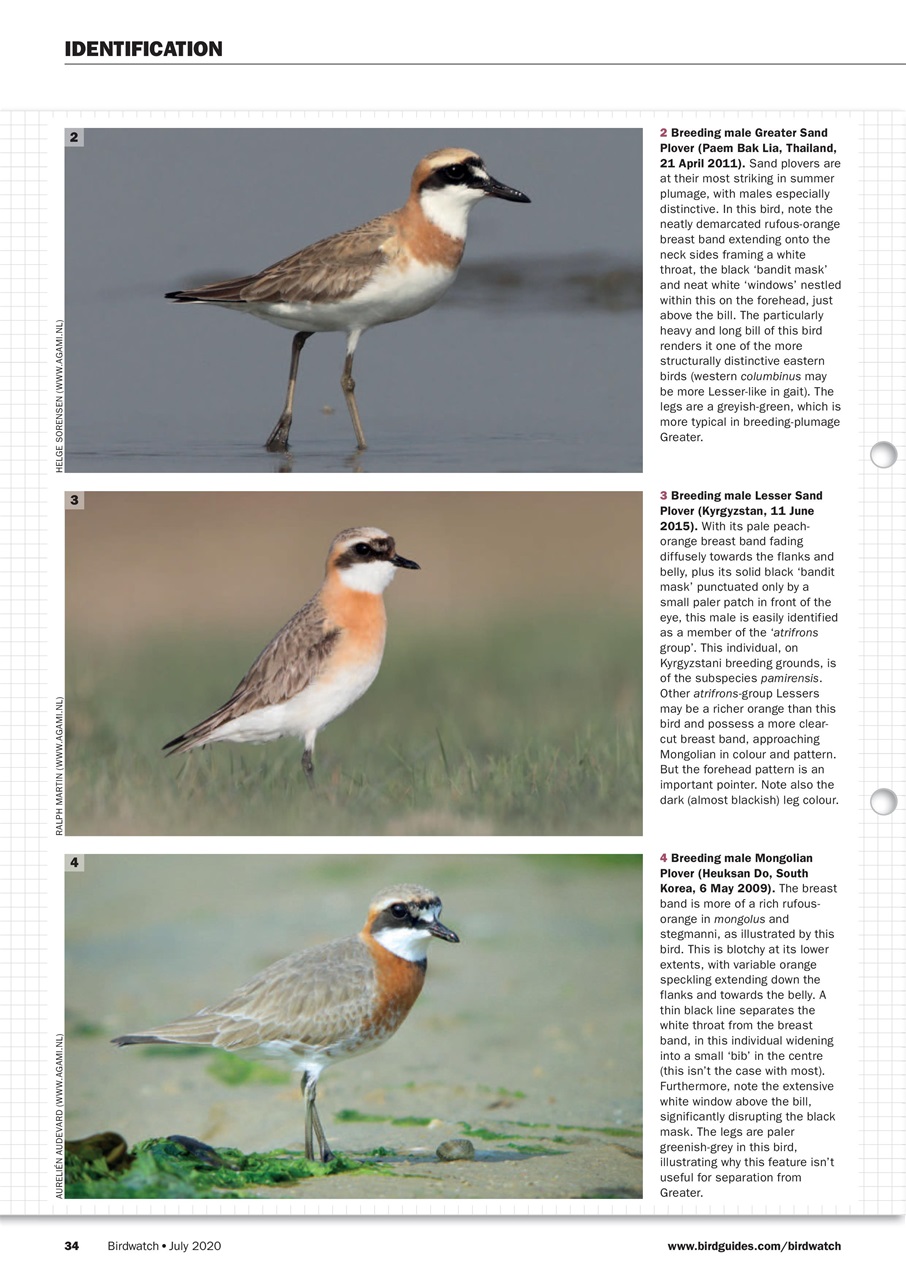 Birdwatch Magazine Preview Pages