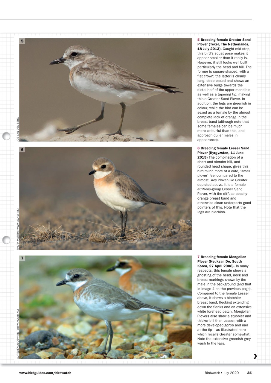 Birdwatch Magazine Preview Pages