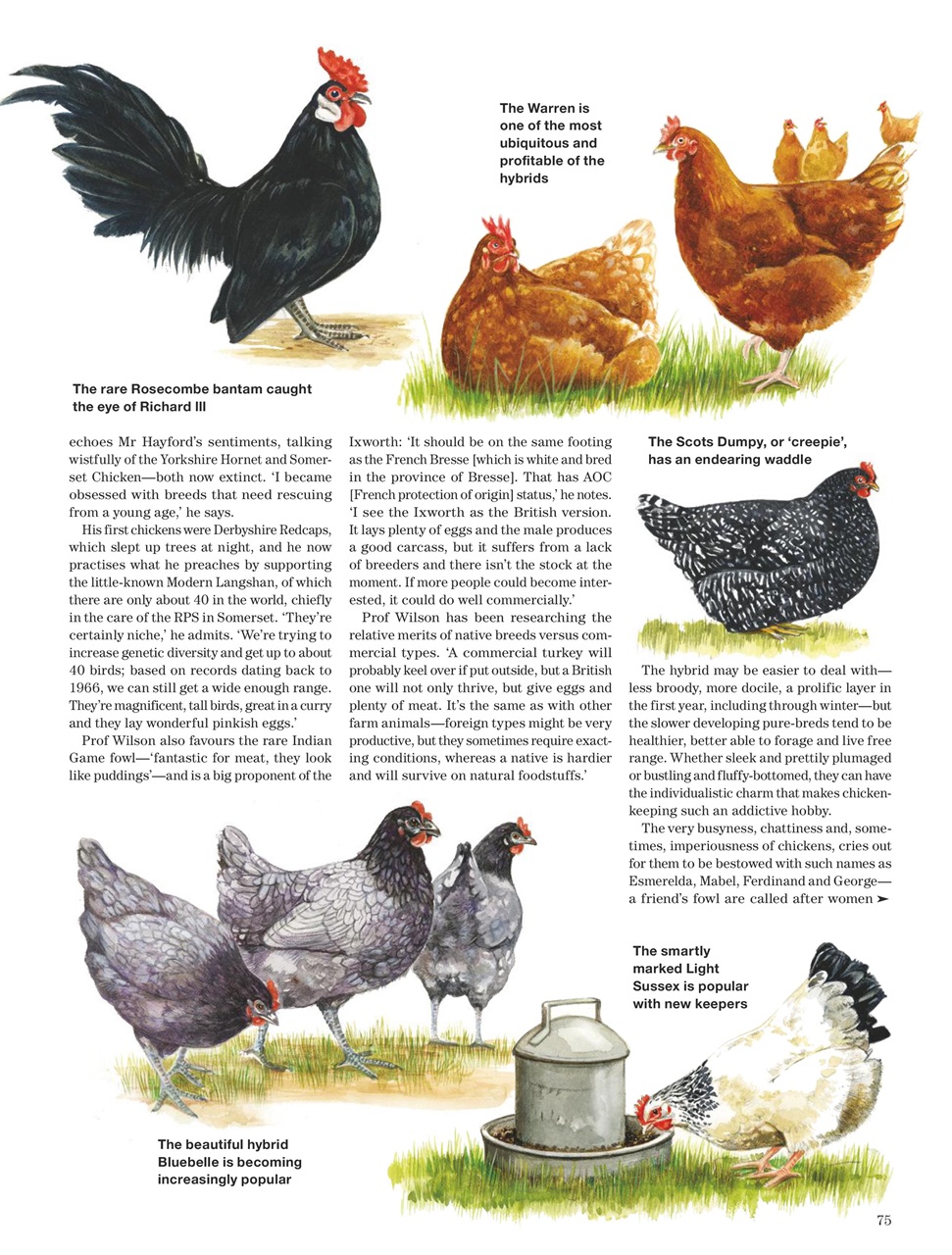 Country Life Preview Pages
