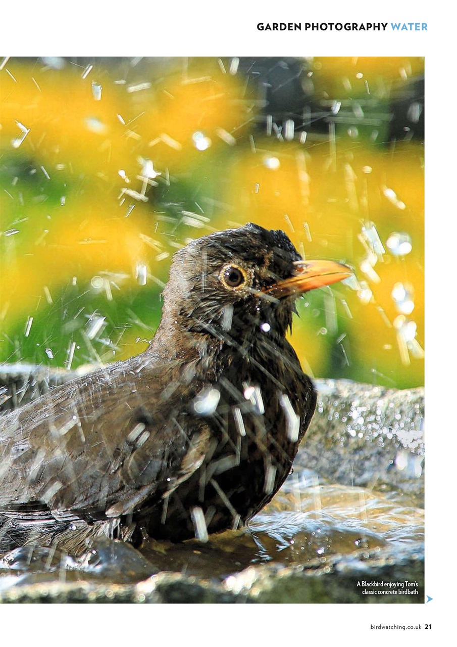 Bird Watching Preview Pages