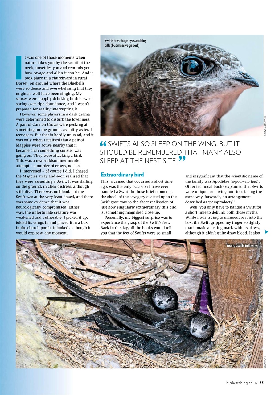Bird Watching Preview Pages