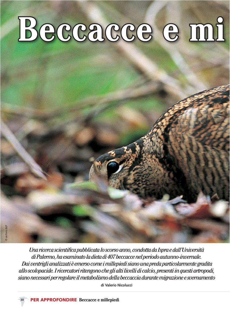 BECCACCE CHE PASSIONE Preview Pages