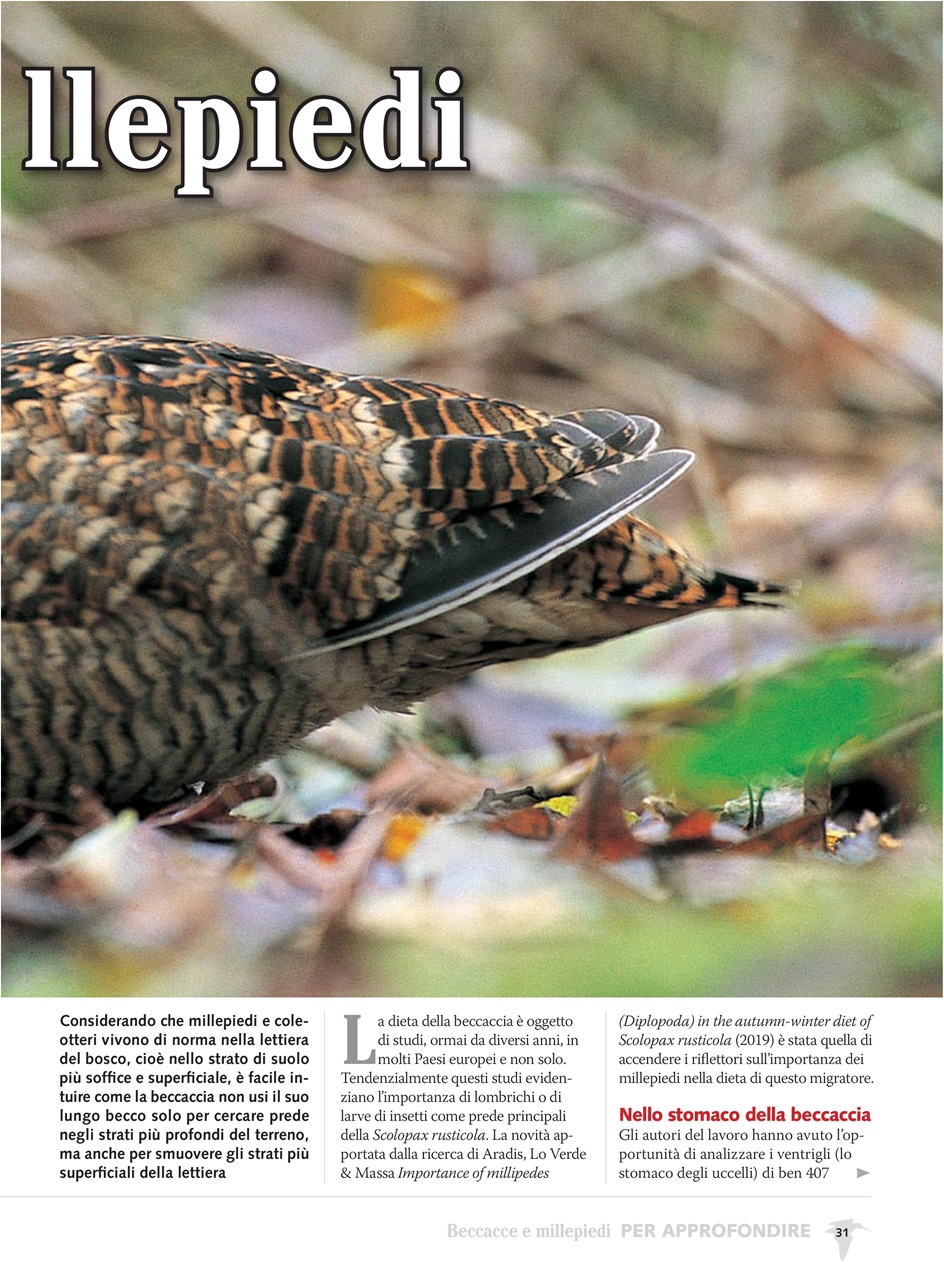 BECCACCE CHE PASSIONE Preview Pages