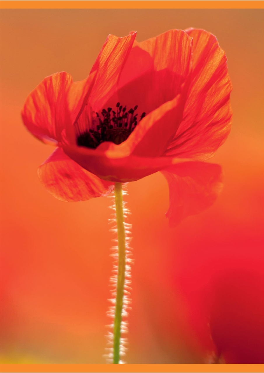 Digital SLR Photography Preview Pages