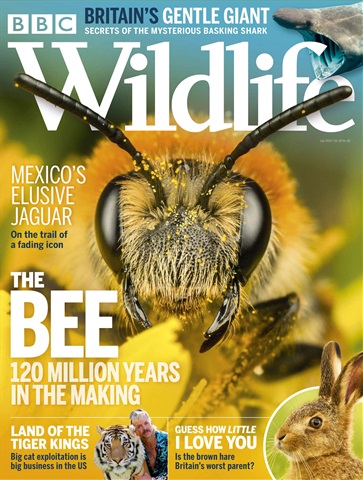 BBC Wildlife Magazine issue July 2020