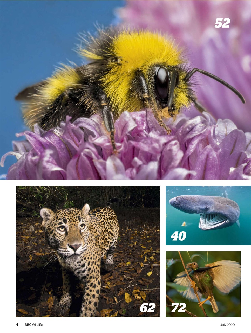 BBC Wildlife Magazine Preview Pages