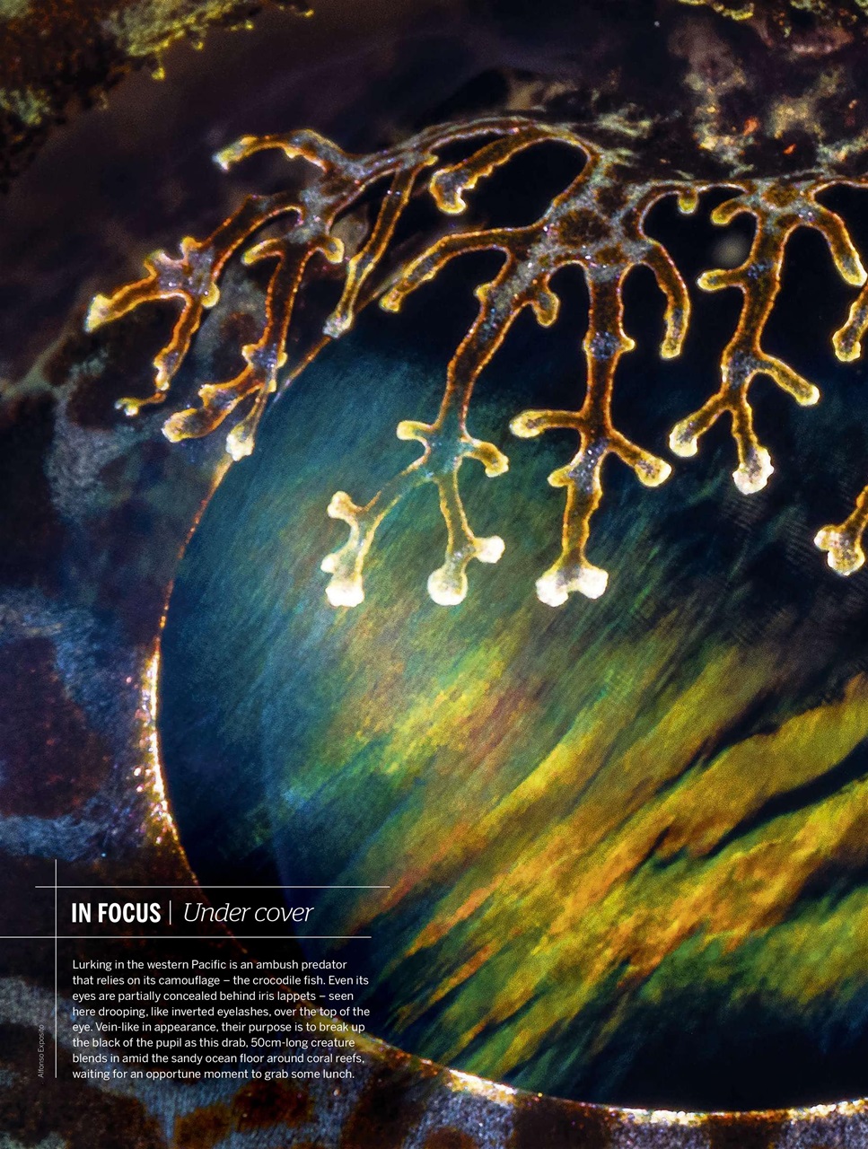 BBC Wildlife Magazine Preview Pages
